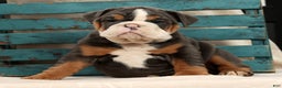 English Bulldog dogs for sale: Sierra - Ad 1