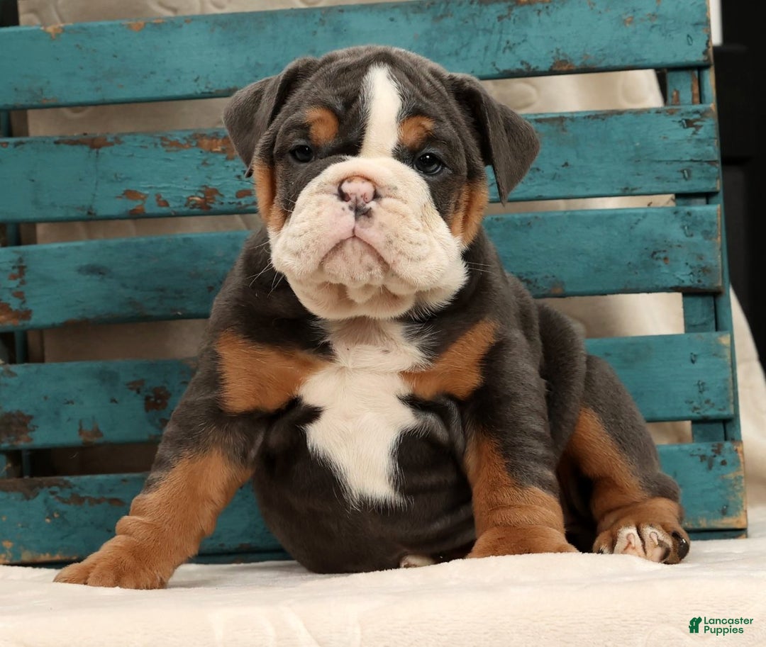 English Bulldog dogs for sale: Sierra - Ad 1