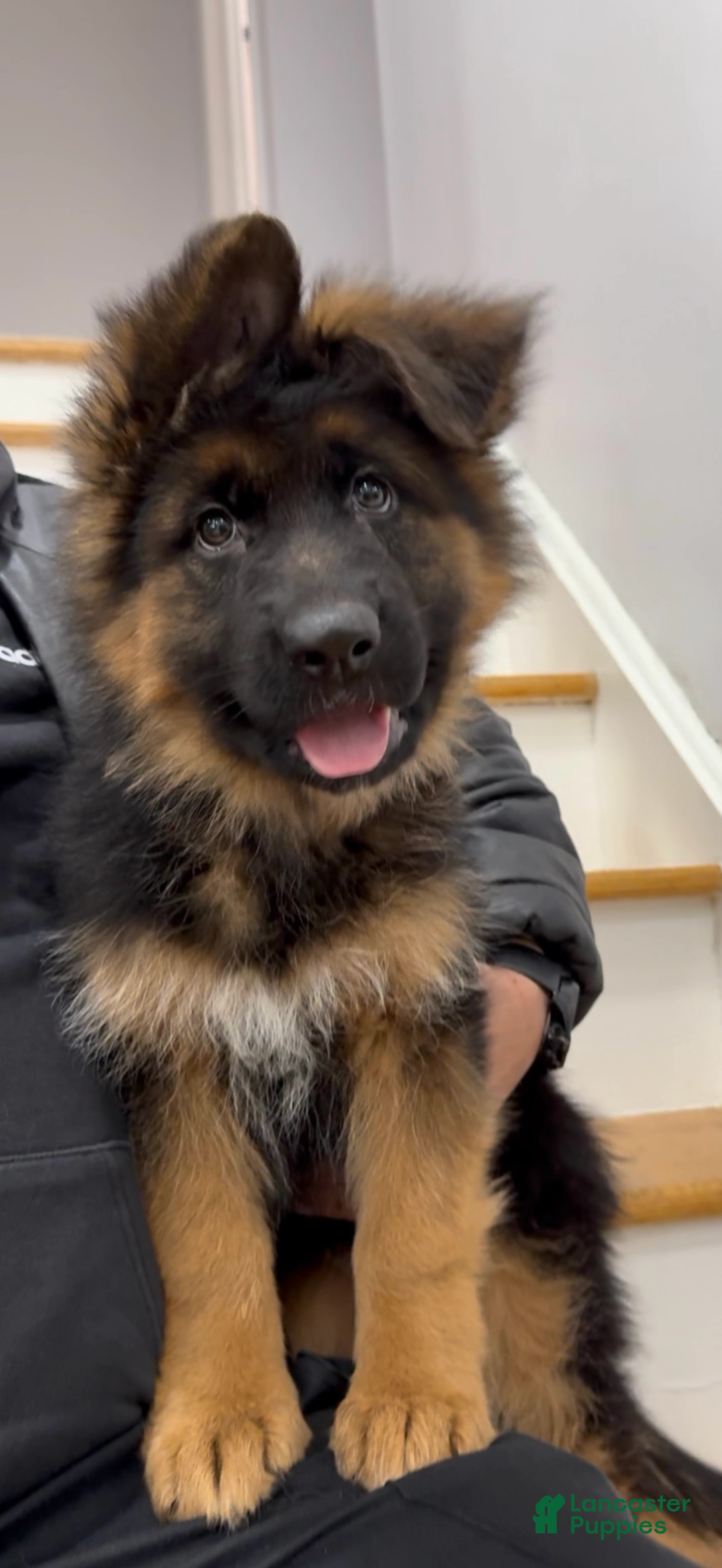 German Shepherd dogs for sale: Sugar - Ad 2