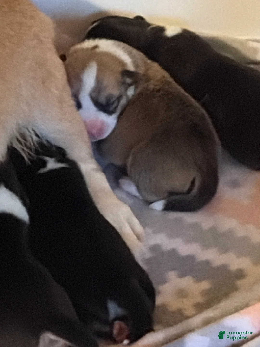 Welsh Corgi Pembroke dogs for sale: Welsh Corgi Pembroke Puppy 7 - Ad 1