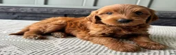 Mixed Breed dogs for sale: Cinnamon - Ad 3