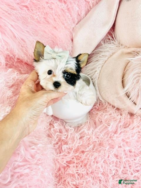 Biewer Terrier dogs for sale: Teacup Biewer Terrier 1 - Ad 1