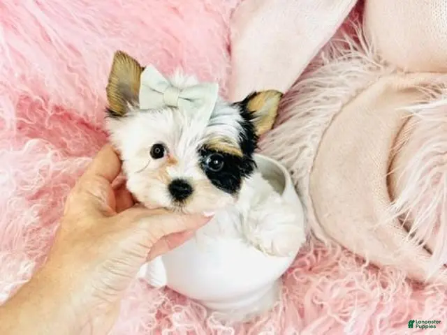 Biewer Terrier dogs for sale: Teacup Biewer Terrier 1 - Ad 1