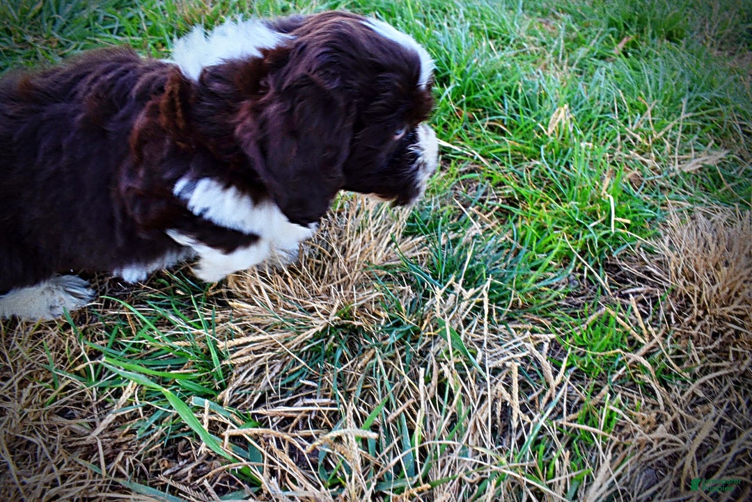 Havapoo dogs for sale: Pilot - Ad 12