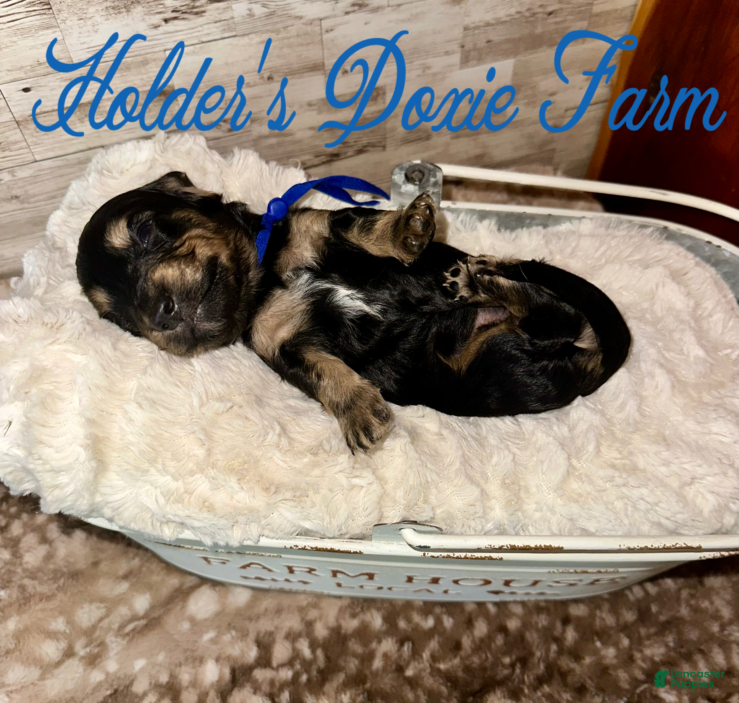 Miniature Dachshund dogs Grumpy - Ad 14