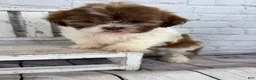 Shih Tzu dogs for sale: Chip - Ad 5