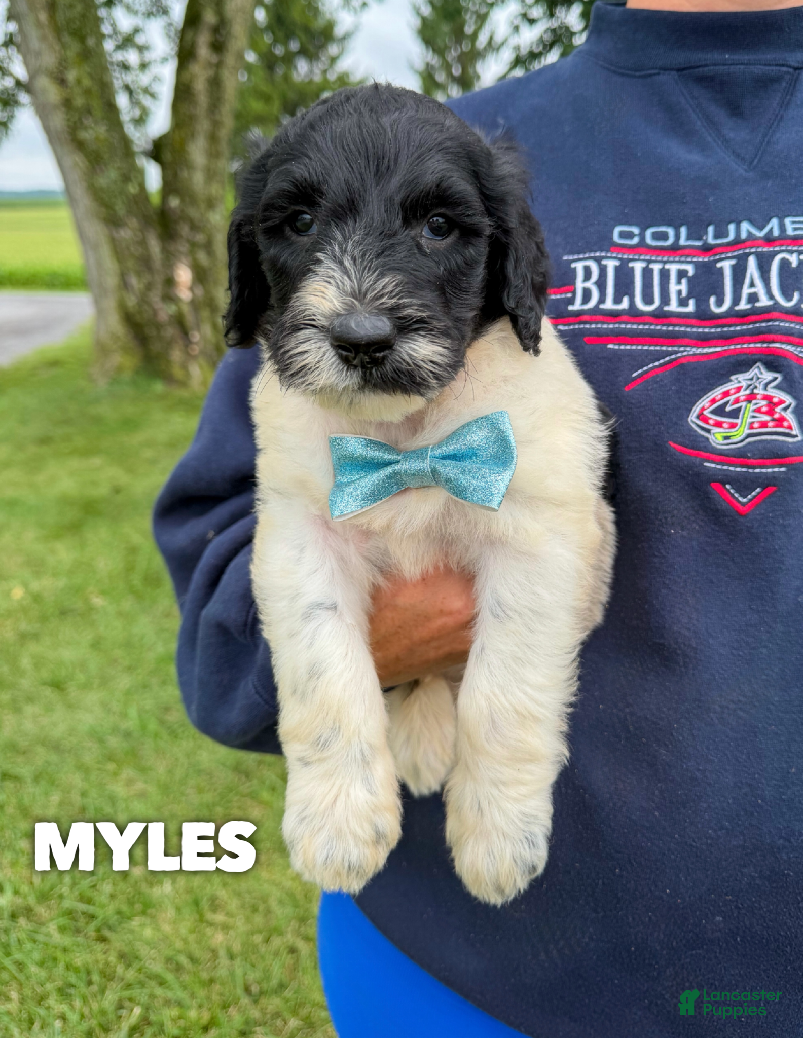 Goldendoodle dogs Myles - Standard F1b - Ad 35