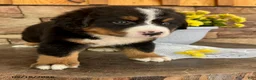 Bernese Mountain Dog dogs for sale: Callie - Ad 4
