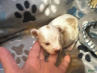 Yorkshire Terrier dogs AKC Glacierpaw - Ad 22