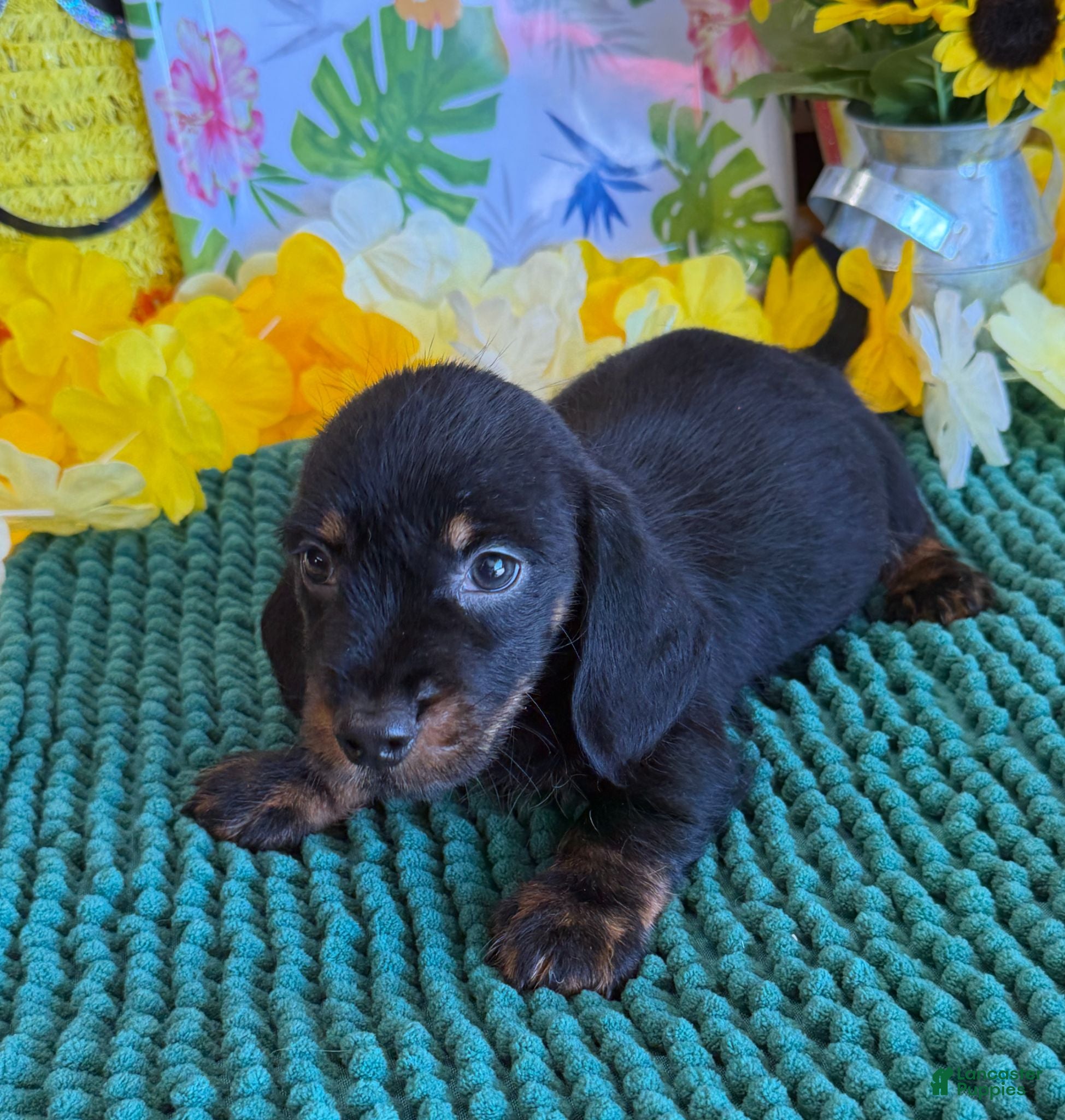 Dachshund dogs Rhett Wire - Ad 5