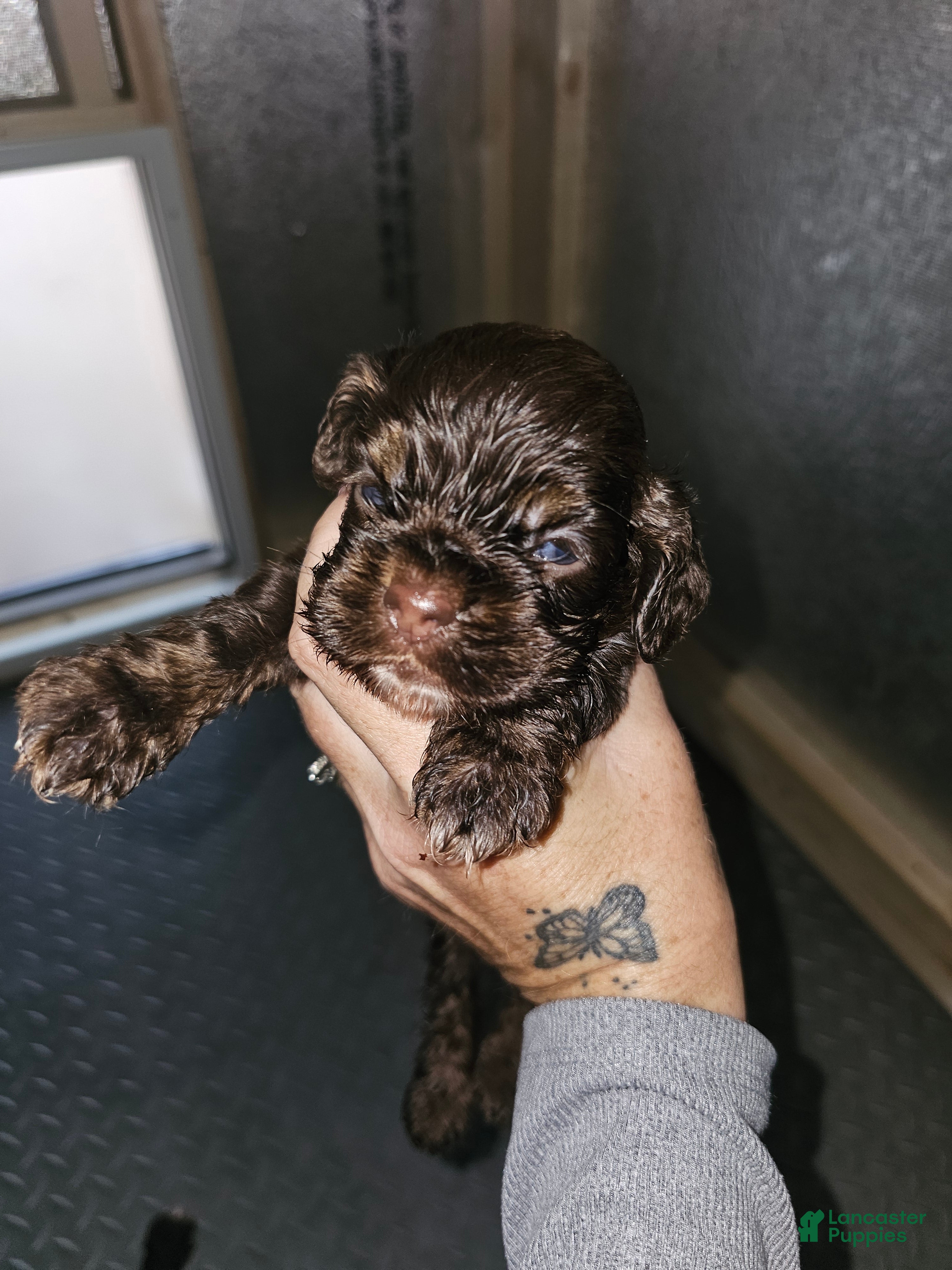 Cocker Spaniel dogs Cocker Spaniel 3 - Ad 29