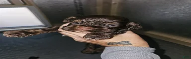 Cocker Spaniel 3