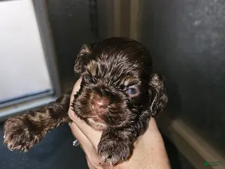 Cocker Spaniel dogs Cocker Spaniel 3 - Ad 29