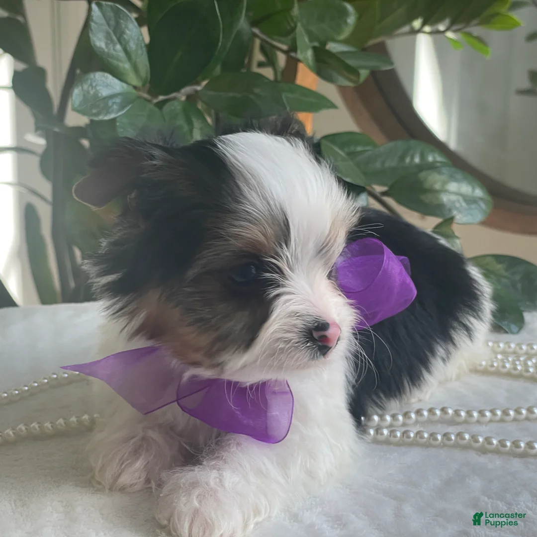 Biewer Terrier dogs for sale: Zinka - Ad 2