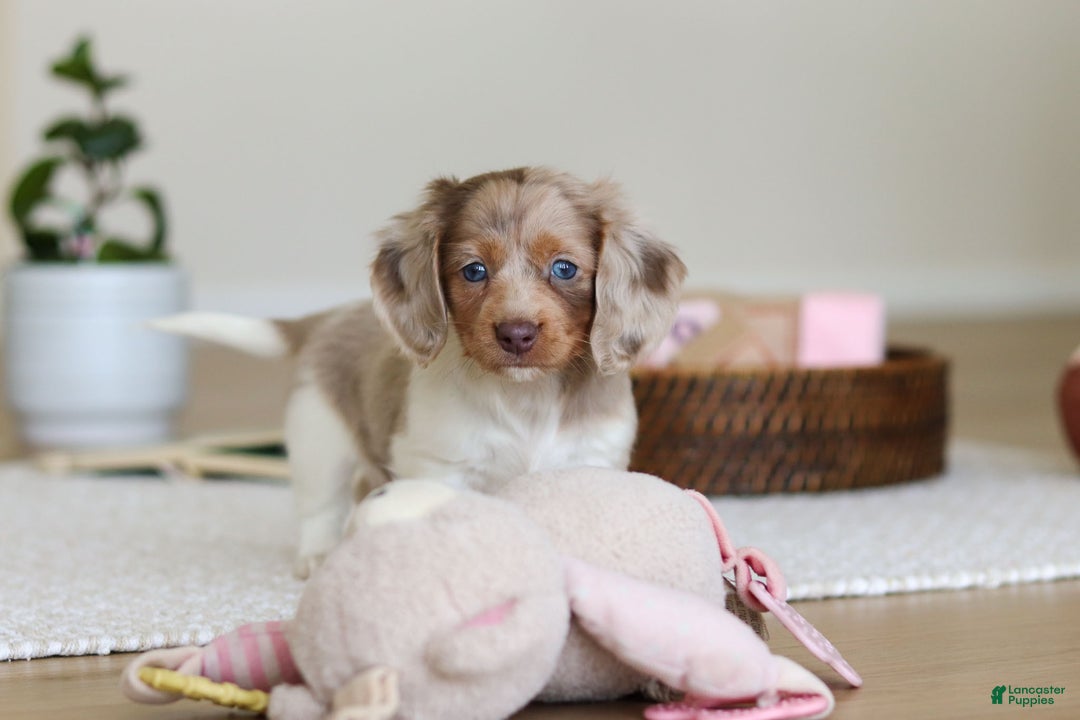 Miniature Dachshund dogs for sale: Skye - Ad 20