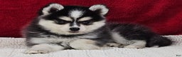 Pomsky dogs for sale: Kent  - Ad 2