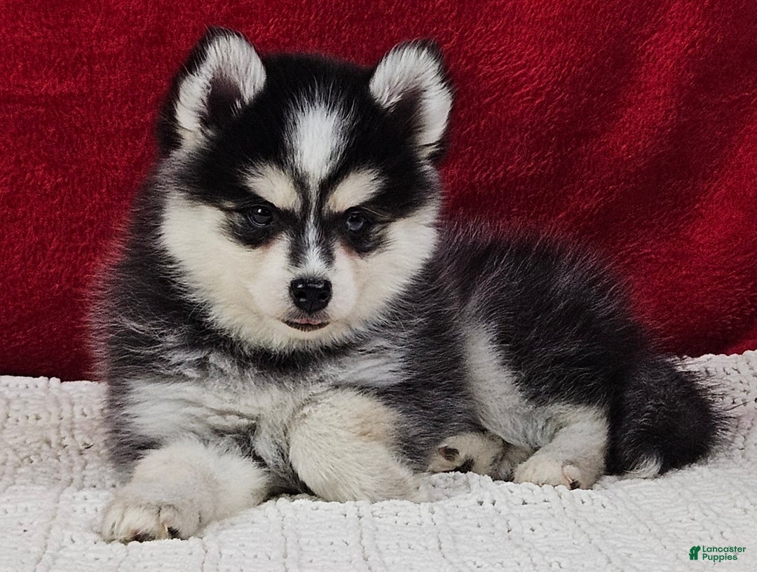 Pomsky dogs for sale: Kent  - Ad 2