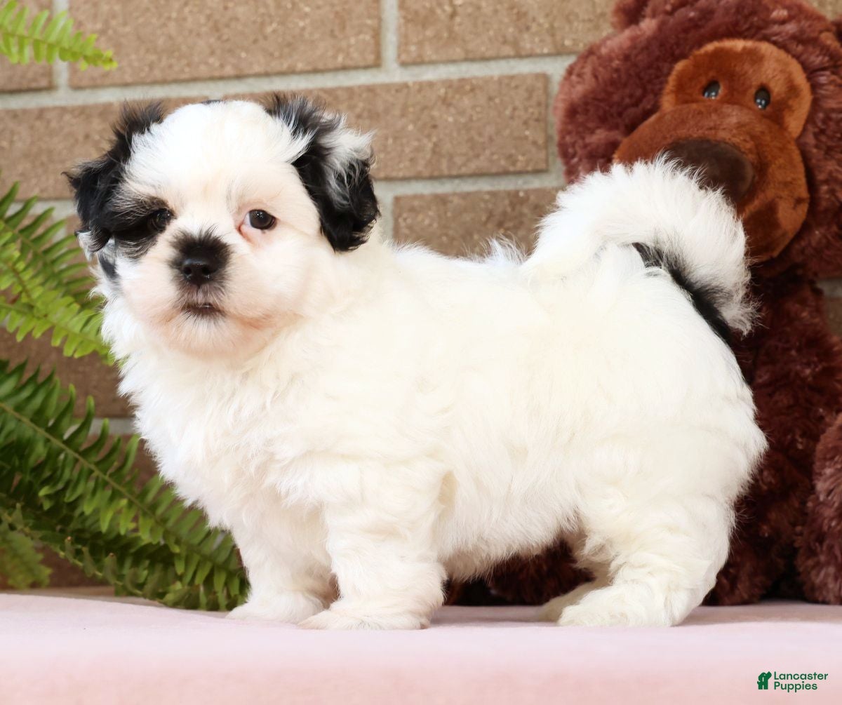 Malshi dogs for sale: Jake - Ad 1