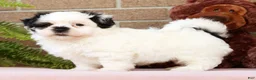 Malshi dogs for sale: Panda - Ad 5