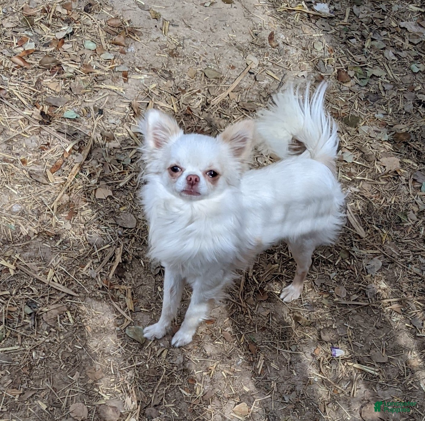 Chihuahua dogs for sale: Candie  - Ad 7