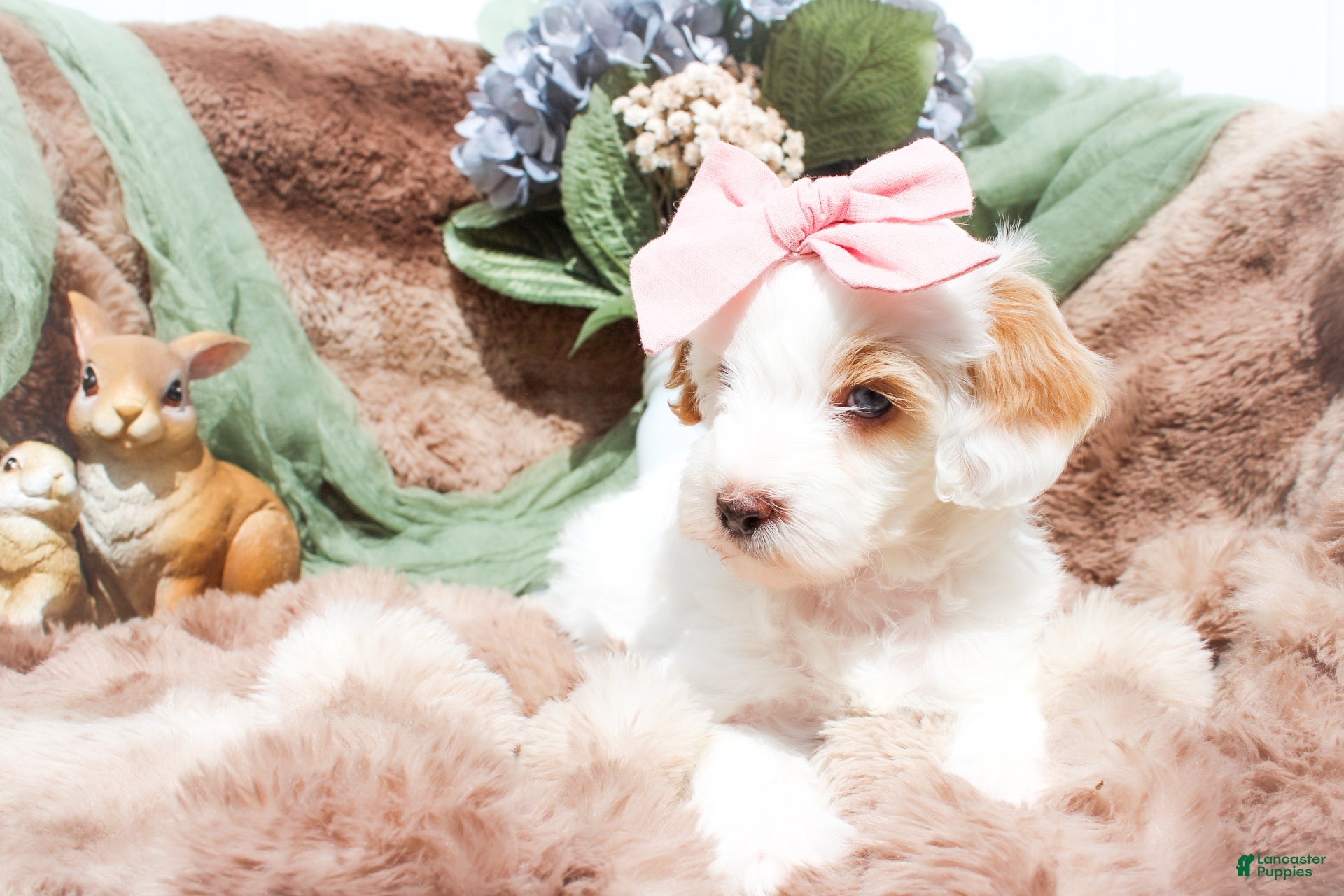 Mixed Breed dogs Snow White - Ad 9