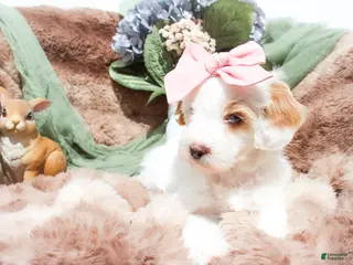Mixed Breed dogs Snow White - Ad 9