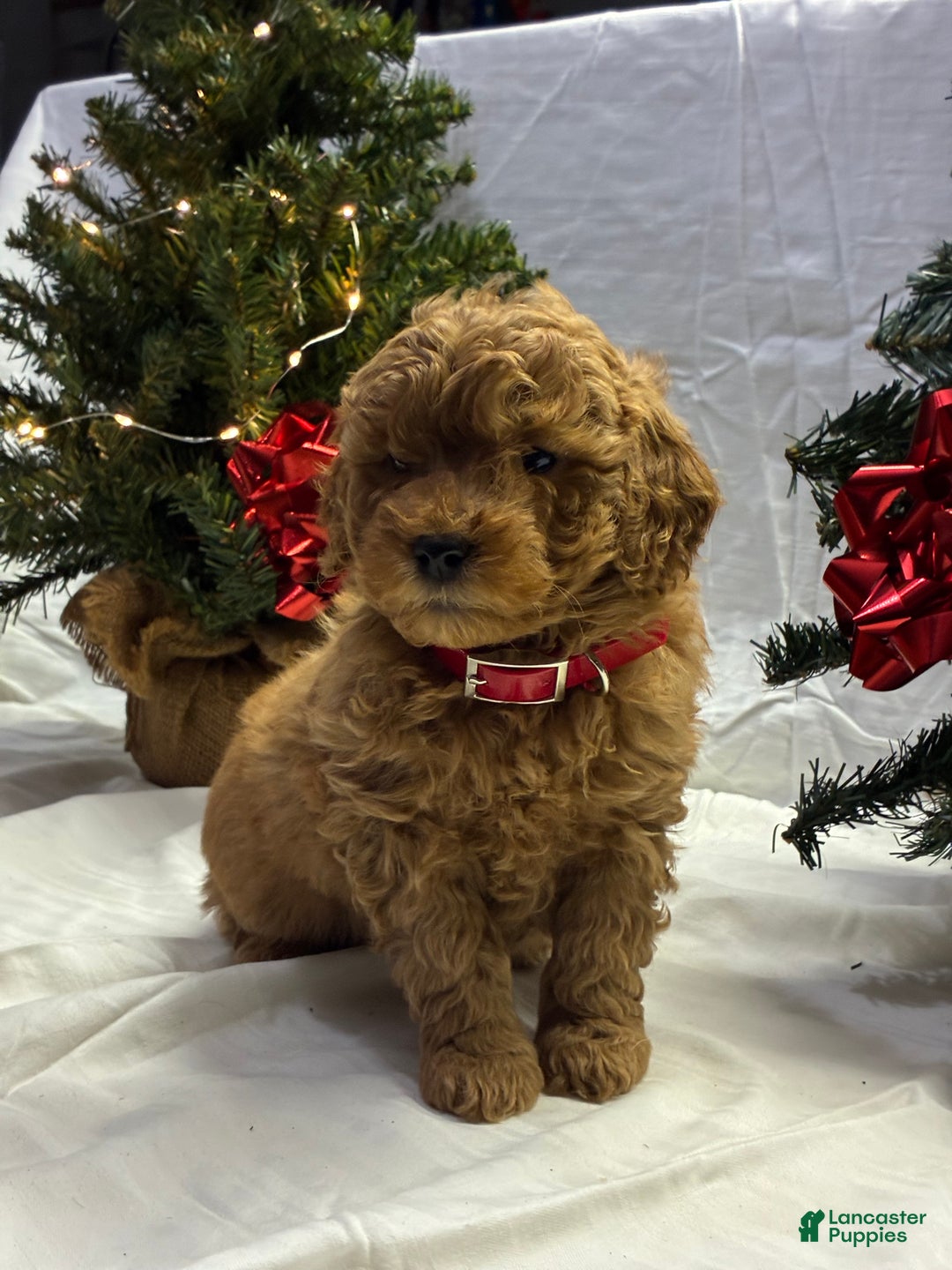 Mini Goldendoodle dogs for sale: Cocoa - Ad 1
