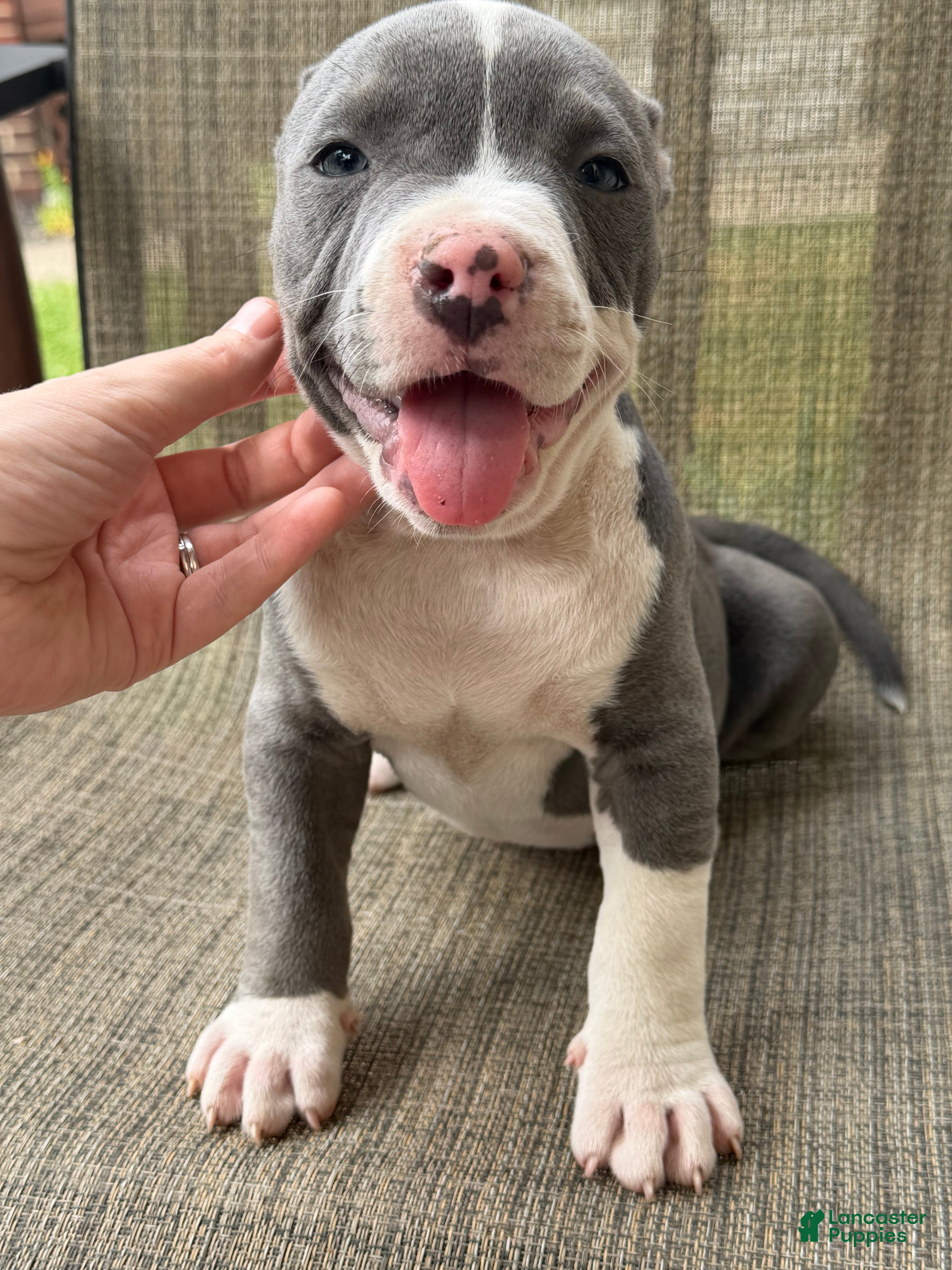 American Bully dogs Layla - Ad 1