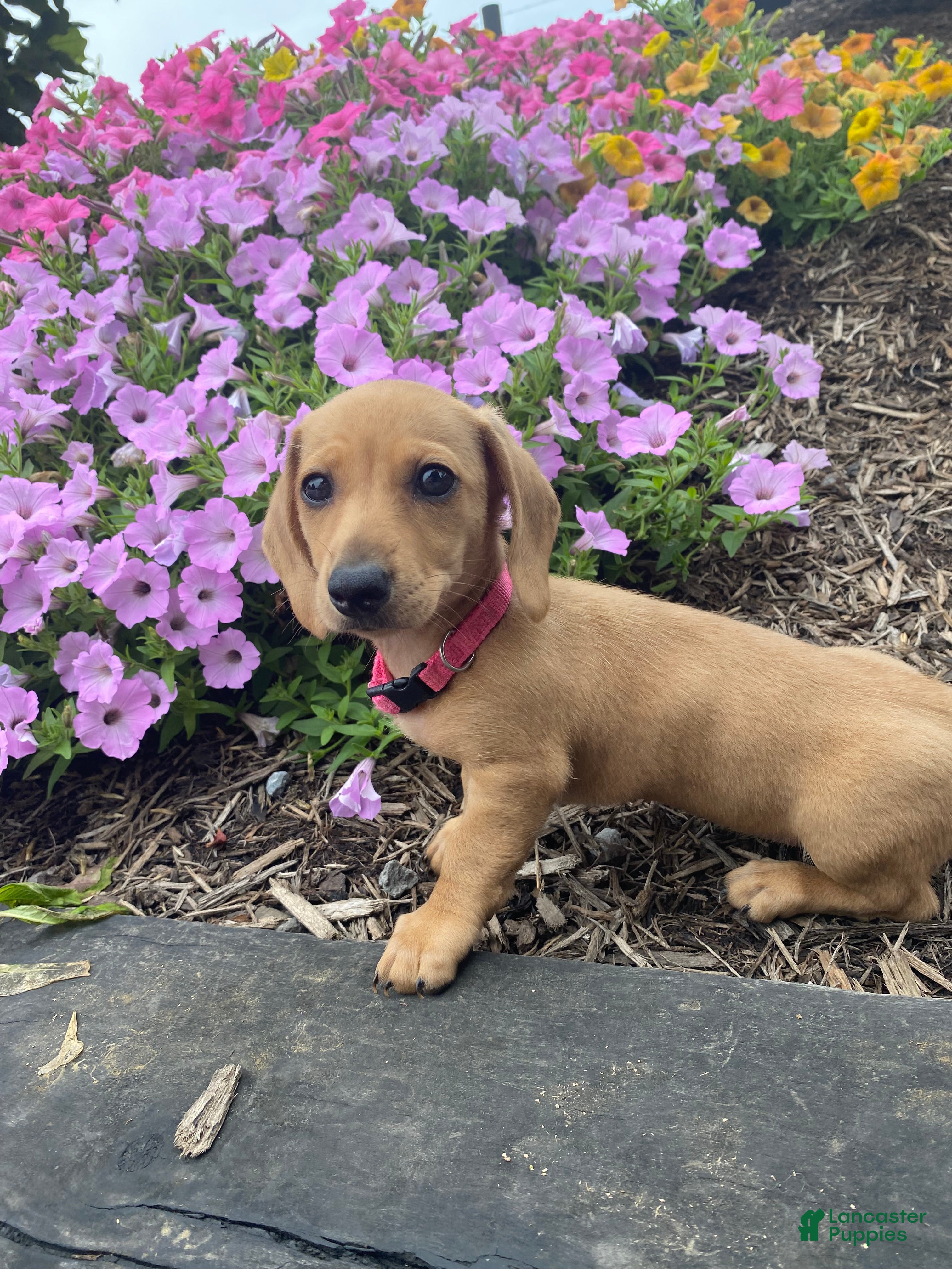 Miniature Dachshund dogs Dolly - Ad 2