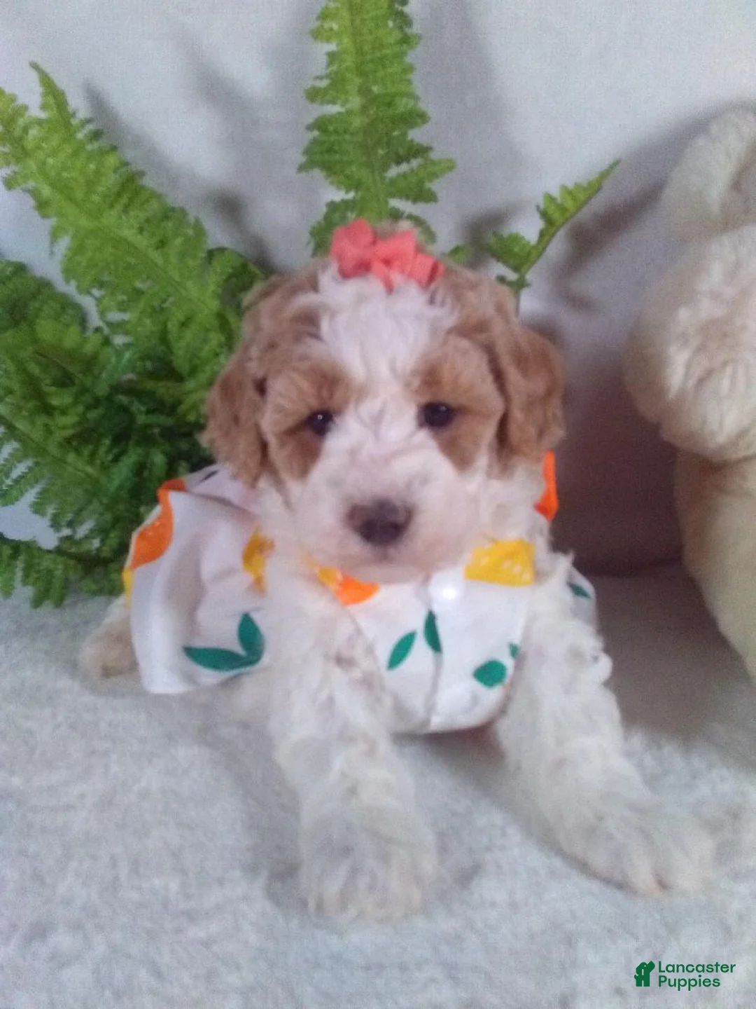 Bichpoo dogs for sale: Alexis  - Ad 3