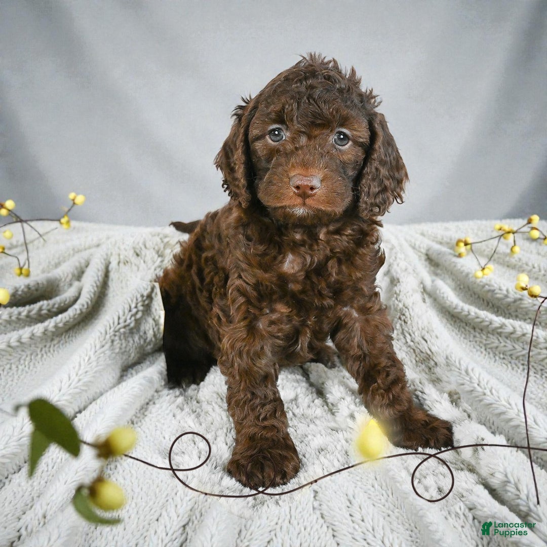 Cockapoo dogs for sale: chester - Ad 6