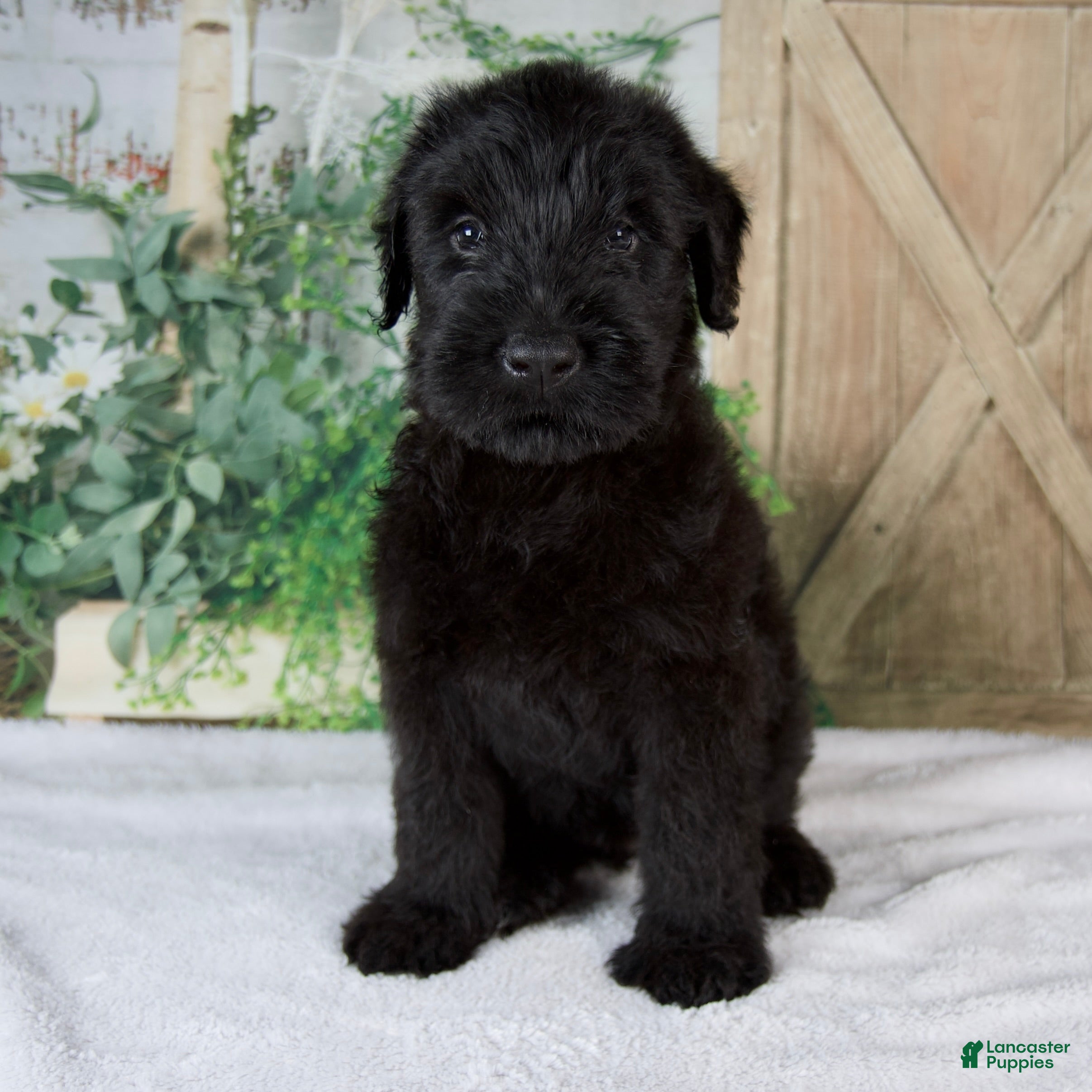 Giant Schnauzer dogs Kaylie - Ad 1
