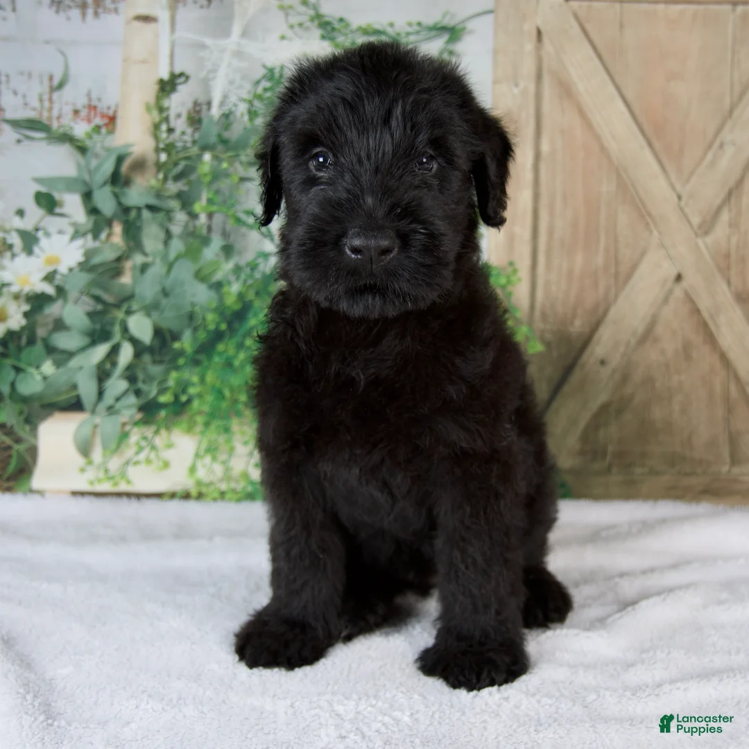 Giant Schnauzer dogs for sale: Kaylie - Ad 1