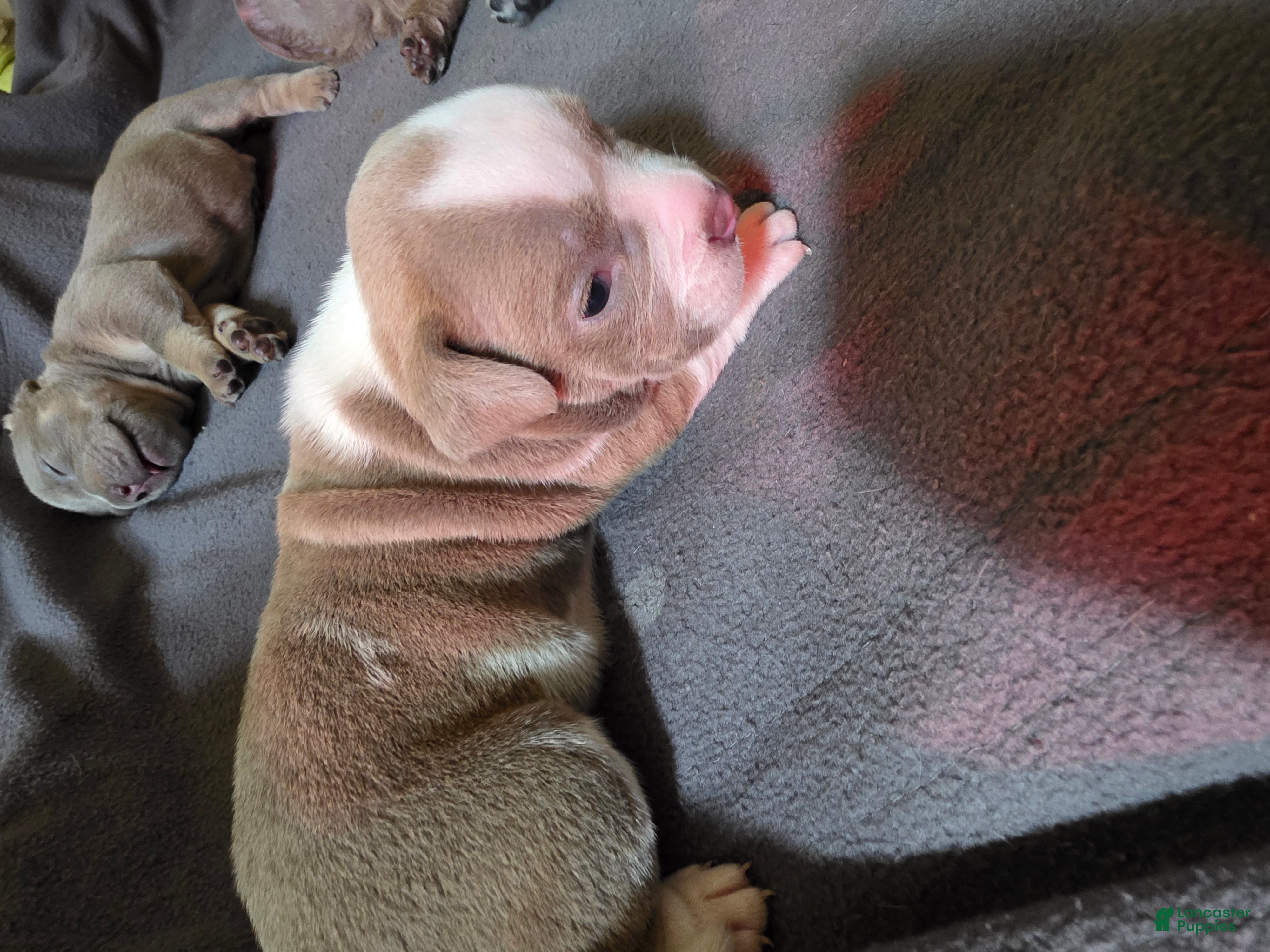 American Bully dogs American Bully 3 - Ad 4