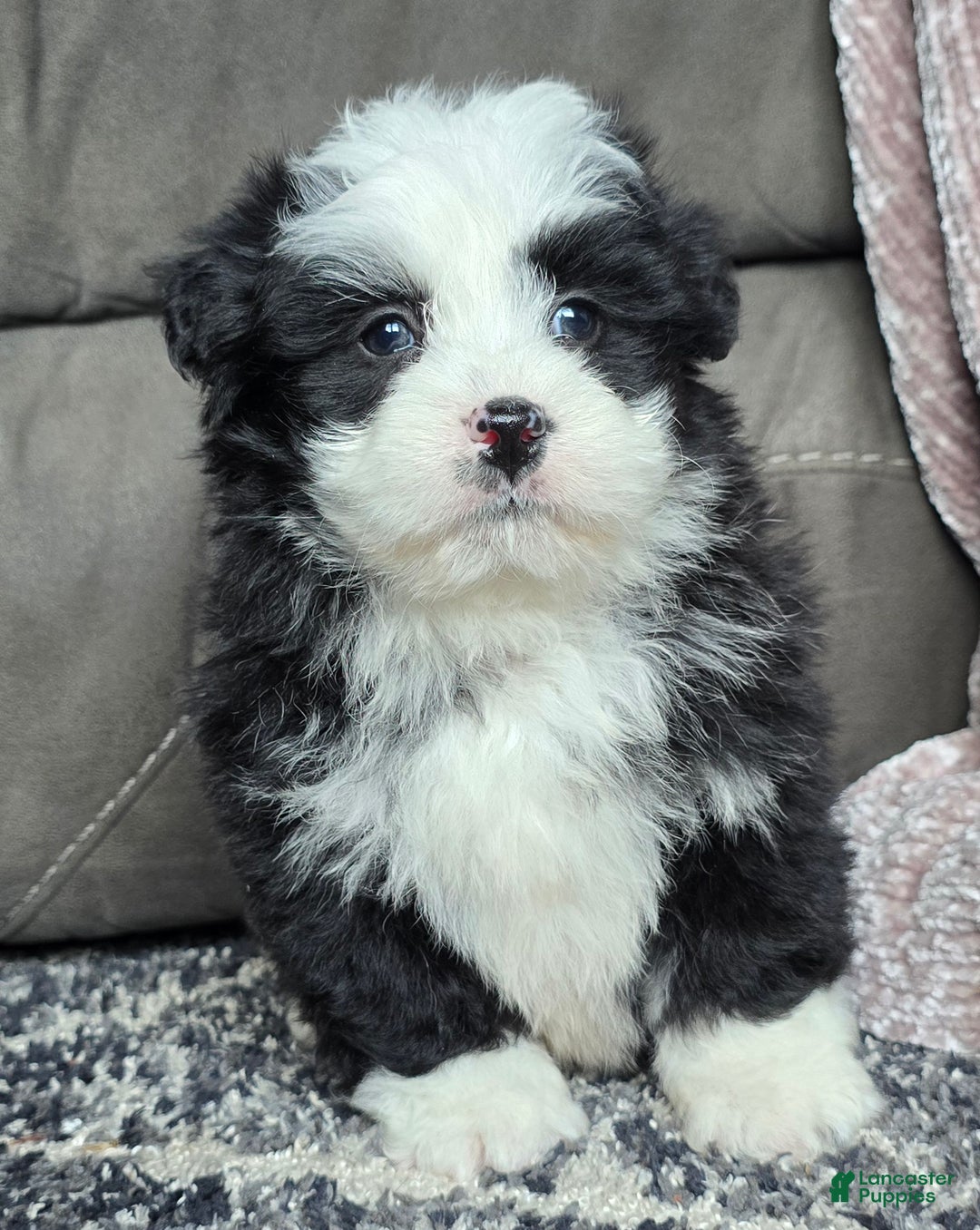 Mini Bernedoodle dogs for sale: Mini Boots - Ad 16