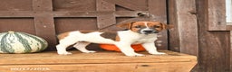 Jack Russell Terrier dogs for sale: Sarah - Ad 8