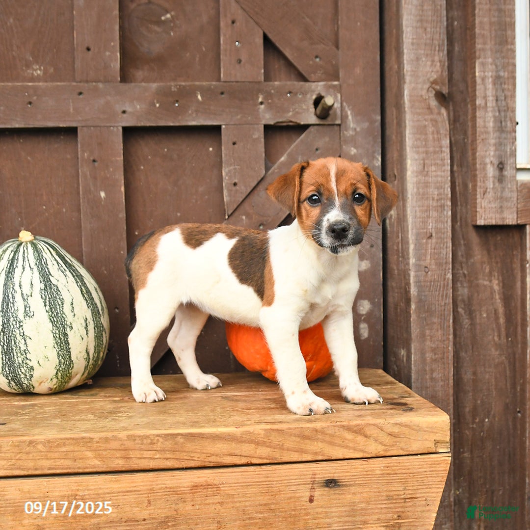 Jack Russell Terrier dogs for sale: Sarah - Ad 8