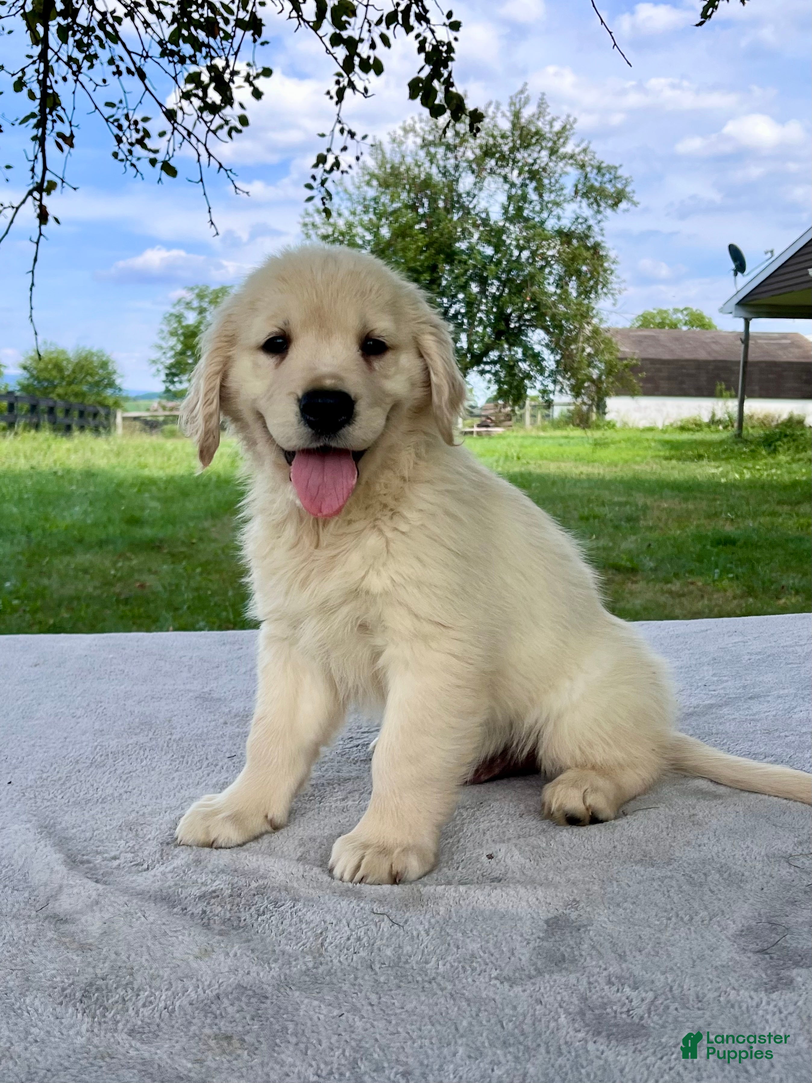 Golden Retriever dogs Gus - Ad 1
