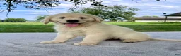 Golden Retriever dogs for sale: Gus - Ad 1