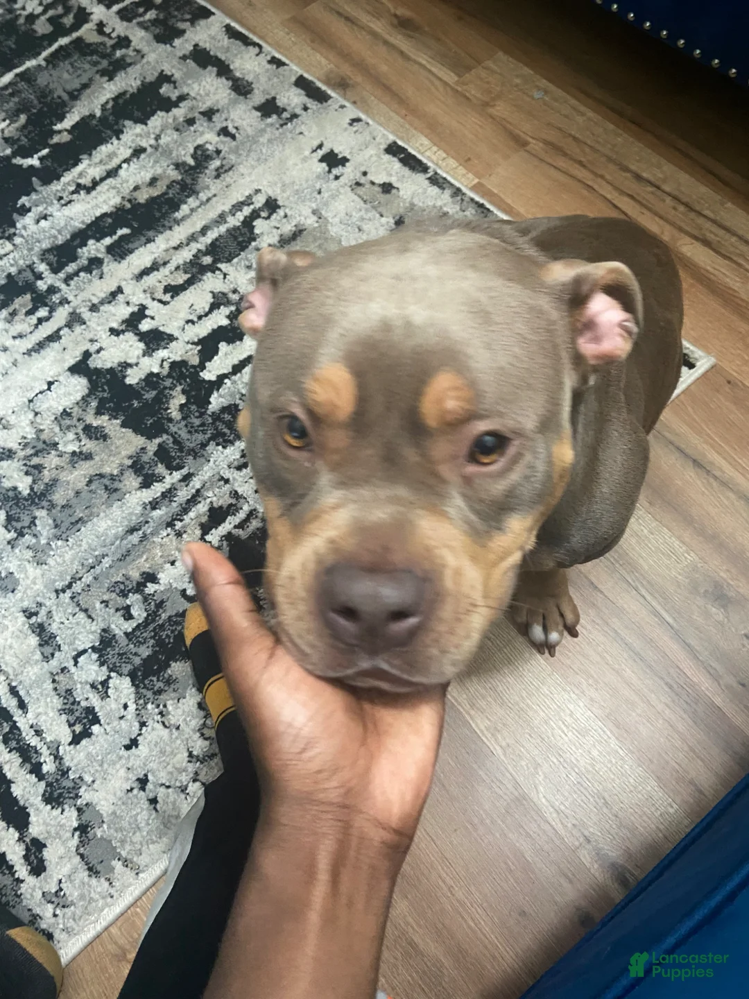American Bully dogs for sale: American Bully Puppy 3 - Ad 3