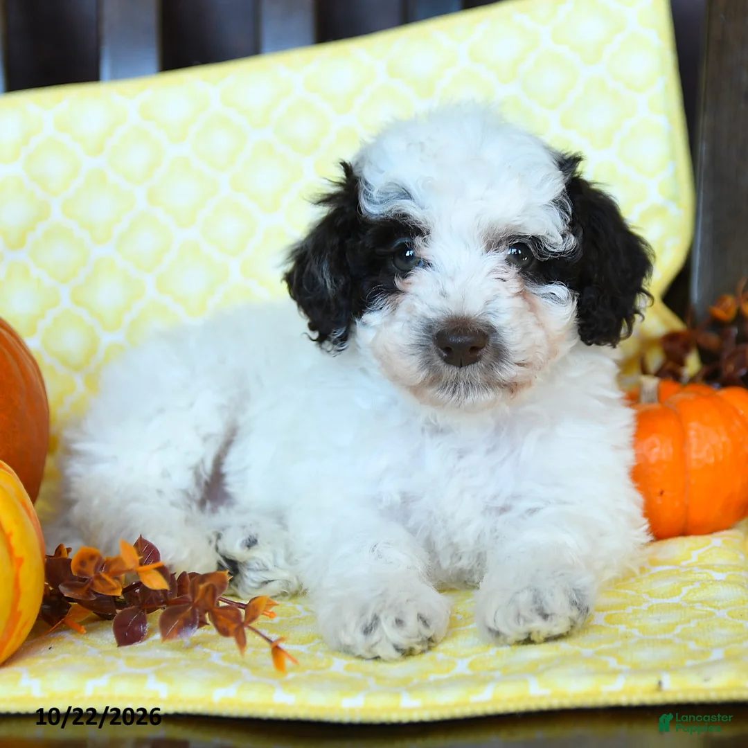 Miniature Poodle dogs for sale: Mocha - Ad 3