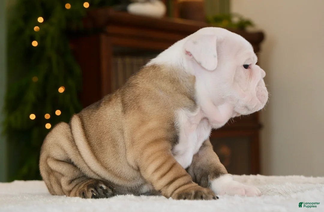 English Bulldog dogs for sale: Bella - Ad 3