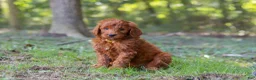 Goldendoodle dogs for sale: Max - Ad 1