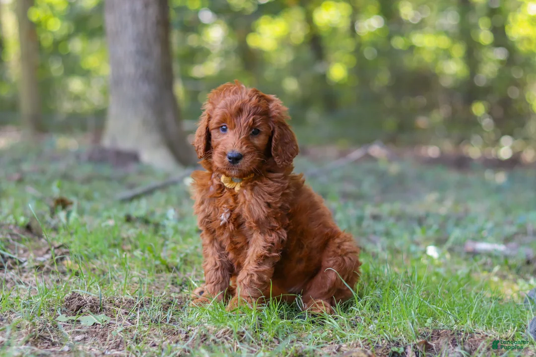 Goldendoodle dogs for sale: Max - Ad 1