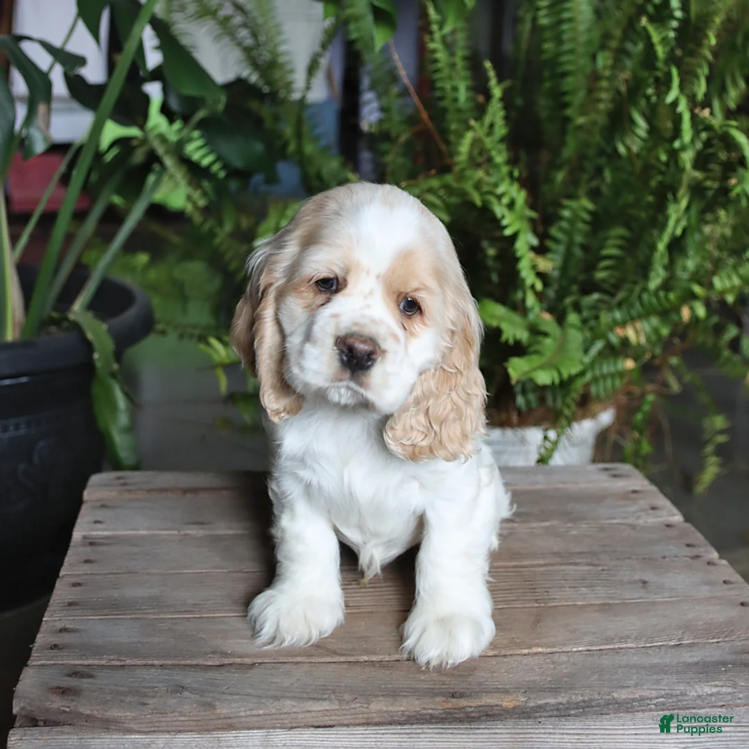 English Cocker Spaniel dogs for sale: Pickles - Ad 3