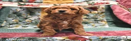 Goldendoodle dogs for sale: Jaden - Ad 13