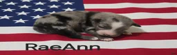 Australian Shepherd dogs for sale: RaeAnn - Ad 8