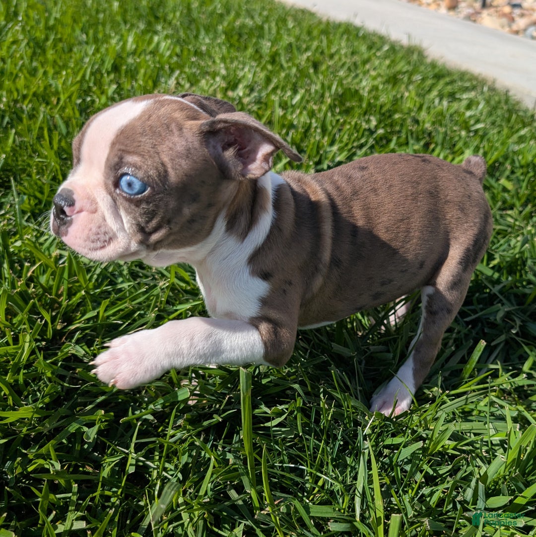 Boston Terrier dogs for sale: Lavender - Ad 4