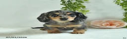Miniature Dachshund dogs for sale: Gonnalee  - Ad 2