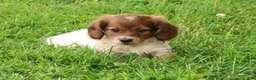 Miniature Dachshund dogs for sale: Haven - Ad 3
